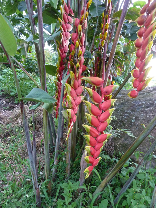 P1030846